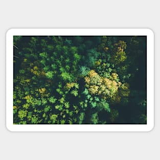 Aerial view of color autumn forest Sticker